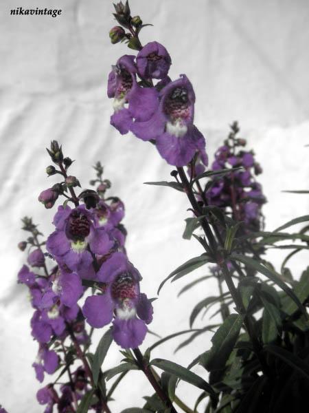 Despues de la lluvia Despues de la lluvia