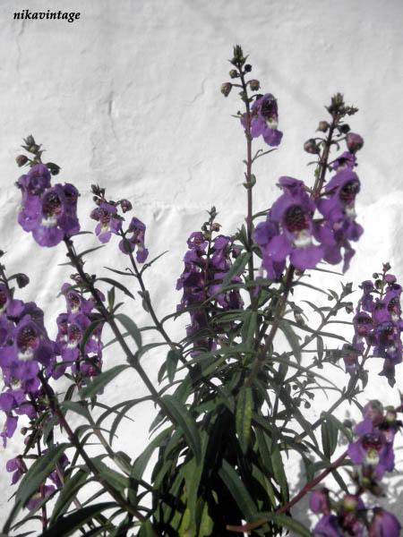 Despues de la lluvia Despues de la lluvia