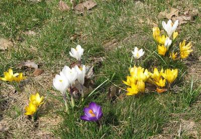 Crocus en el jardín