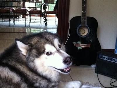 EMPANADAS TIPO ARGENTINAS - RELLENO EMPANADAS TIPO ARGENTINAS - RELLENO