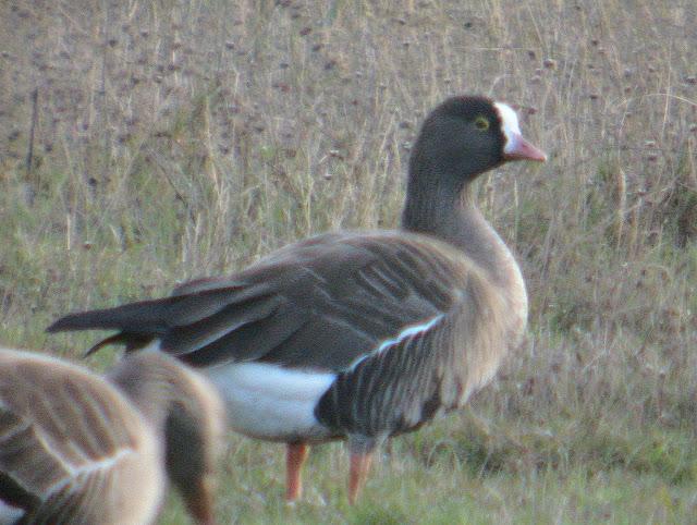 ANSAR CARETO CHICO EN EL PANTANO DEL EBRO ANSAR CARETO CHICO EN EL PANTANO DEL EBRO