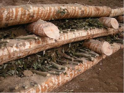 Novedades de la BPP 2012 (VII) - Bioingeniería Novedades de la BPP 2012 (VII) - Bioingeniería