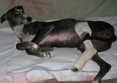 BAMBÚ, galga rescatada atropellada, necesita ayuda urgente. Calatayud. (Zaragoza) BAMBÚ, galga rescatada atropellada, necesita ayuda urgente. Calatayud. (Zaragoza)
