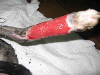 BAMBÚ, galga rescatada atropellada, necesita ayuda urgente. Calatayud. (Zaragoza) BAMBÚ, galga rescatada atropellada, necesita ayuda urgente. Calatayud. (Zaragoza)