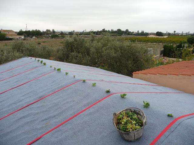 Plnatación de cubierta vegetal.