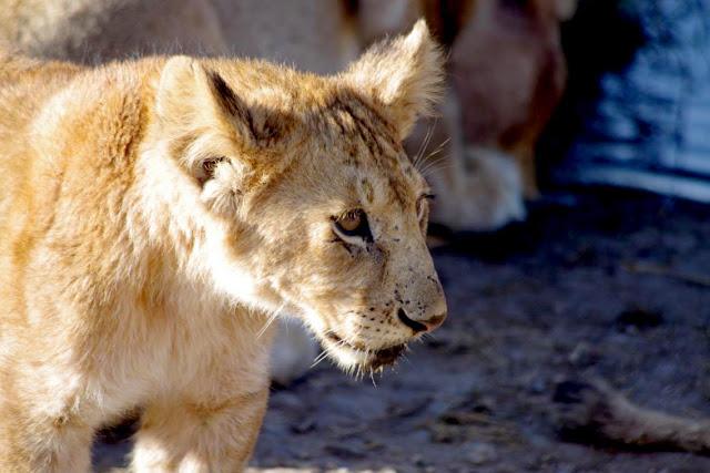 Serengueti, inmenso y masai Serengueti, inmenso y masai