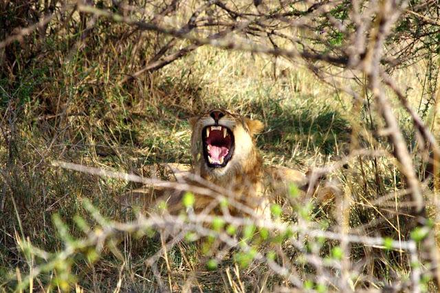 Serengueti, inmenso y masai Serengueti, inmenso y masai