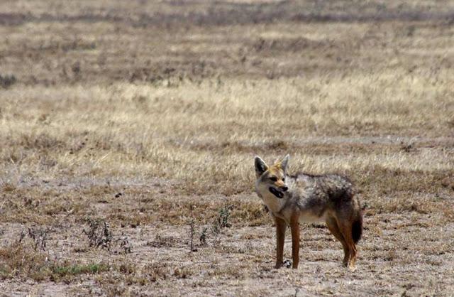 Serengueti, inmenso y masai Serengueti, inmenso y masai