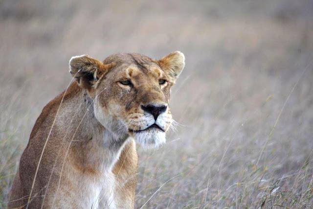 Serengueti, inmenso y masai Serengueti, inmenso y masai