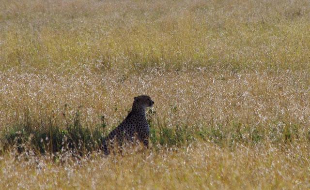 Serengueti, inmenso y masai Serengueti, inmenso y masai