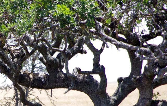 Serengueti, inmenso y masai Serengueti, inmenso y masai