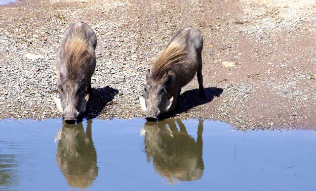 Serengueti, inmenso y masai Serengueti, inmenso y masai