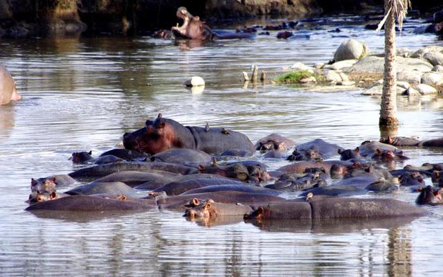 Serengueti, inmenso y masai Serengueti, inmenso y masai