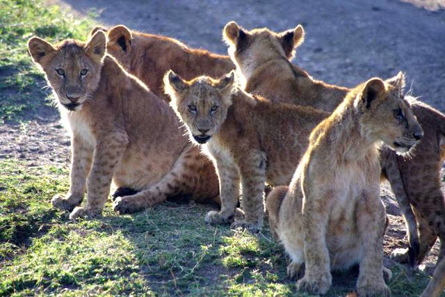 Serengueti, inmenso y masai Serengueti, inmenso y masai