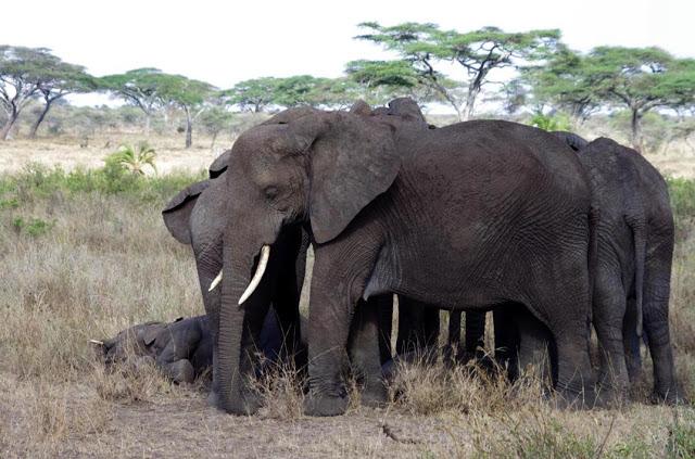 Serengueti, inmenso y masai Serengueti, inmenso y masai