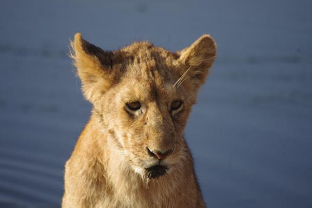 Serengueti, inmenso y masai Serengueti, inmenso y masai