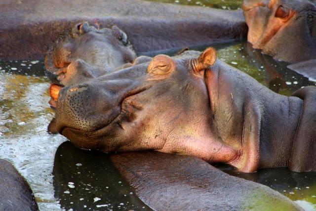 Serengueti, inmenso y masai Serengueti, inmenso y masai