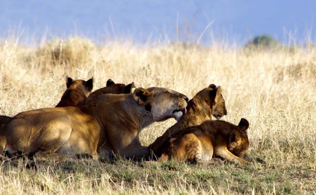 Serengueti, inmenso y masai Serengueti, inmenso y masai