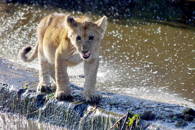 Serengueti, inmenso y masai Serengueti, inmenso y masai