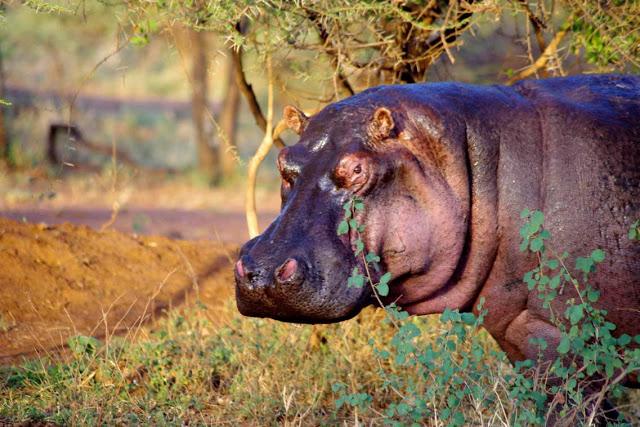 Serengueti, inmenso y masai Serengueti, inmenso y masai