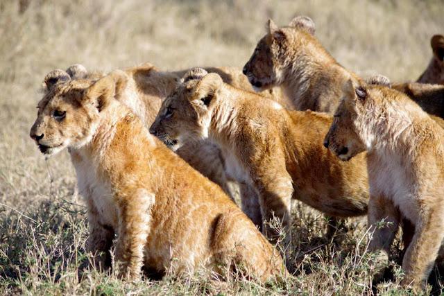 Serengueti, inmenso y masai Serengueti, inmenso y masai