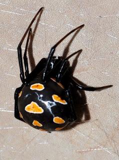 Viuda negra Viuda negra