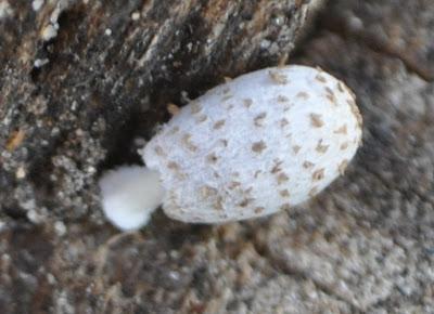 Coprinopsis tigrinella