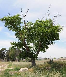 Árboles de la huerta de Villena I