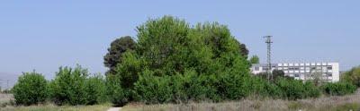 Árboles de la huerta de Villena I