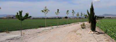 Árboles de la huerta de Villena II