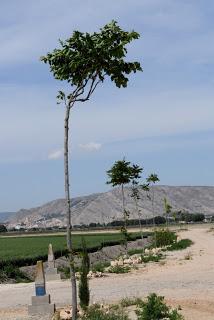 Árboles de la huerta de Villena II