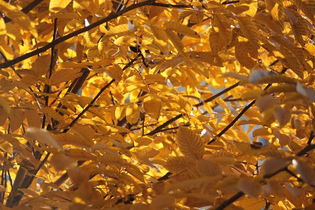 Navy and Turquoise Navy and Turquoise