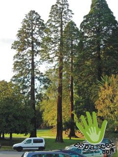 Un Plan: El Parque de la Acebera (o bosque)