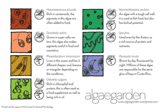 El jardín de algas AlgaeGarden