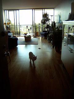 Gato disfrutando de andar por suelo laminado de parquet.