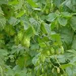 fotos planta Lupulo fotos planta Lupulo
