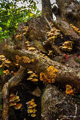 Vida sobre la muerte Vida sobre la muerte