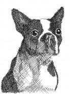 Cómo adoptar un perro Cómo adoptar un perro