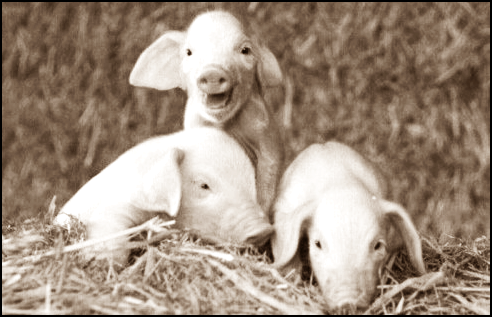 Los cerdos felices dan mejor carne