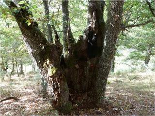 Asomados a esta tierra Asomados a esta tierra