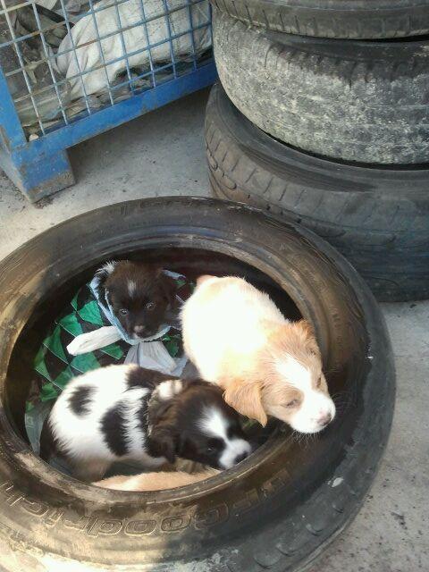 Cachorros abandonados en un taller. MUY URGENTE!! (Murcia)