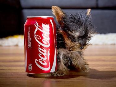 Un can que puede convertirse en el más pequeño del mundo