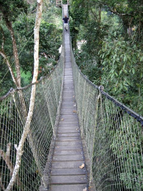 Mas sobre Selvas. Amazonas peruano Mas sobre Selvas. Amazonas peruano