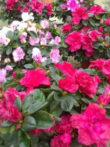 azaleas Plantas con FloraciĂłn OtoĂąal I