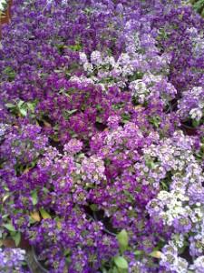 alyssum Plantas con FloraciĂłn OtoĂąal I