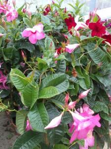 diplademias Plantas con FloraciĂłn OtoĂąal I