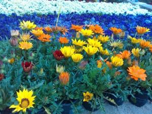 gazanias Plantas con FloraciĂłn OtoĂąal I