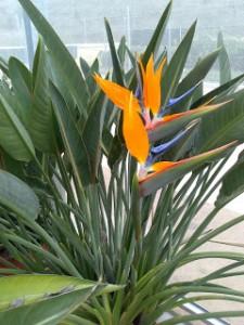 strelitzia reginae Plantas con FloraciĂłn OtoĂąal I