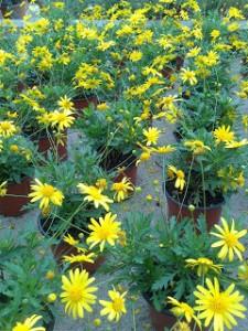 euryops Plantas con FloraciĂłn OtoĂąal I