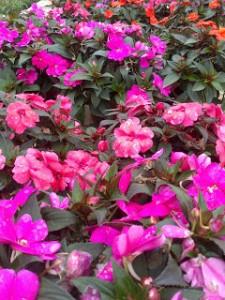 impatiens Plantas con FloraciĂłn OtoĂąal I